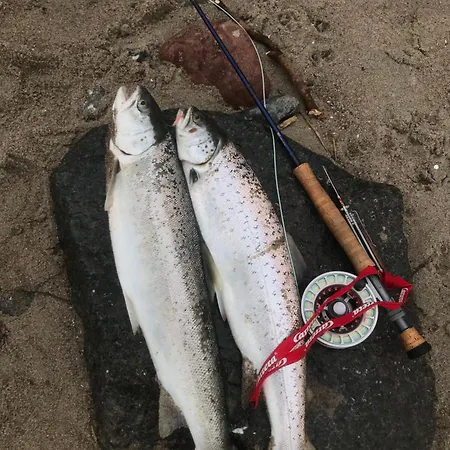 Semesterbostad Treibholz